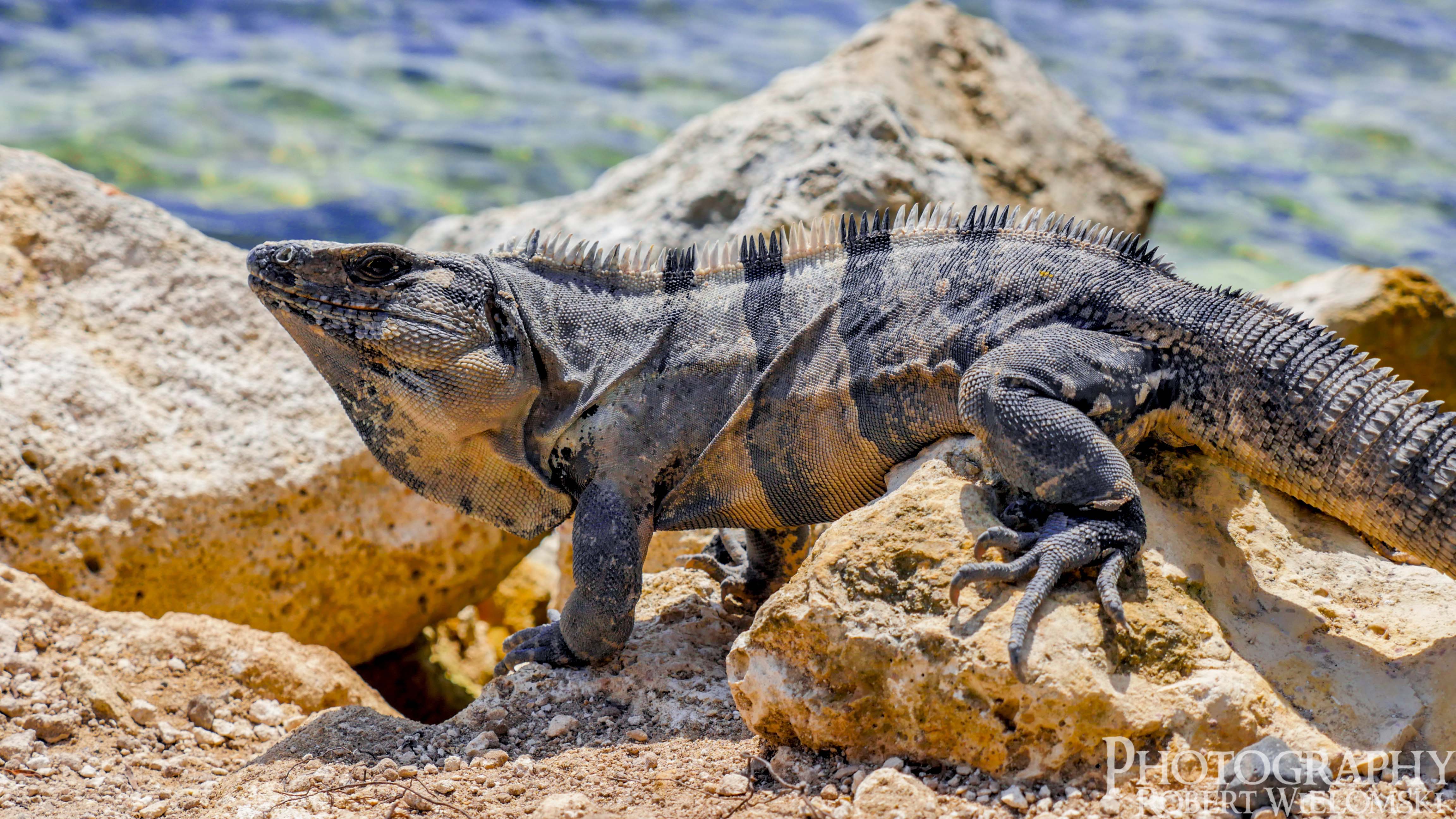 iguana tours mexique