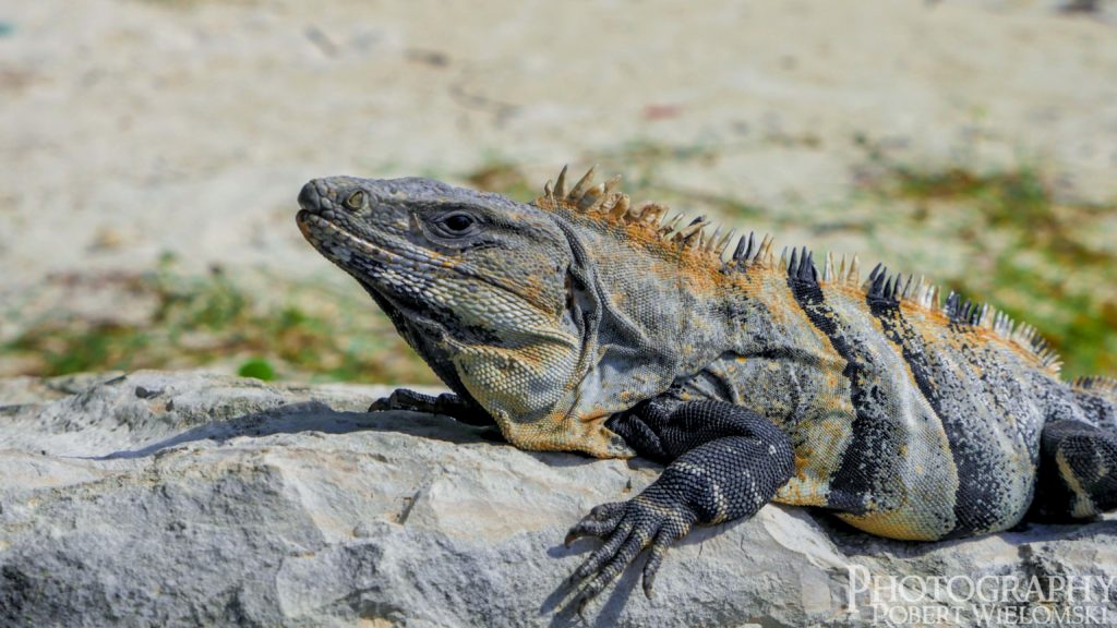 Iguana at Now Jade resort in Riviera Maya, Mexico. There were running around by the ocean water. 